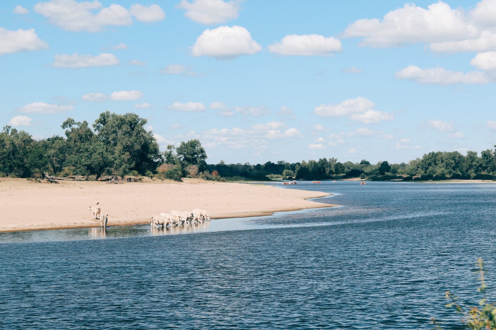 La Loire sauvage - Destination Angers - La Ronsardière Maison d’hôtes à Bouchemaine