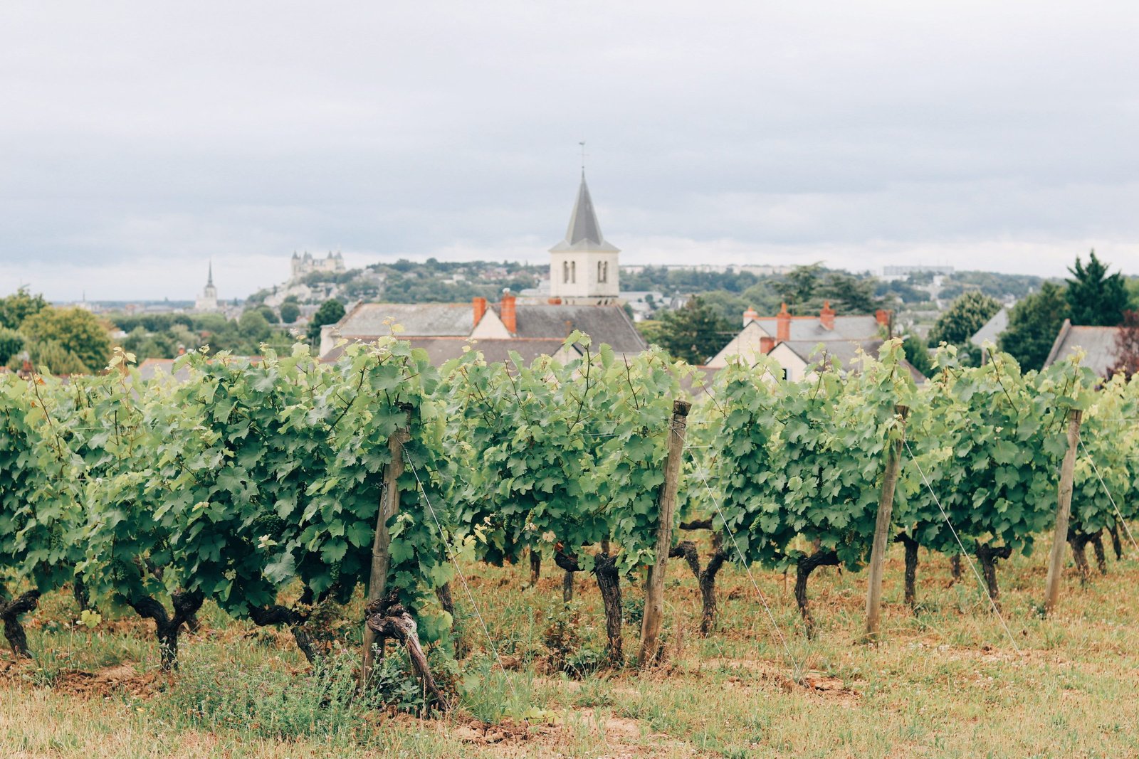 Vin de Loire - La ronsardière Bouchemaine - Gite de la Ronsardière